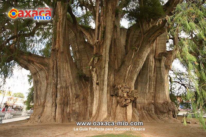 Arbol del Tule Oaxaca