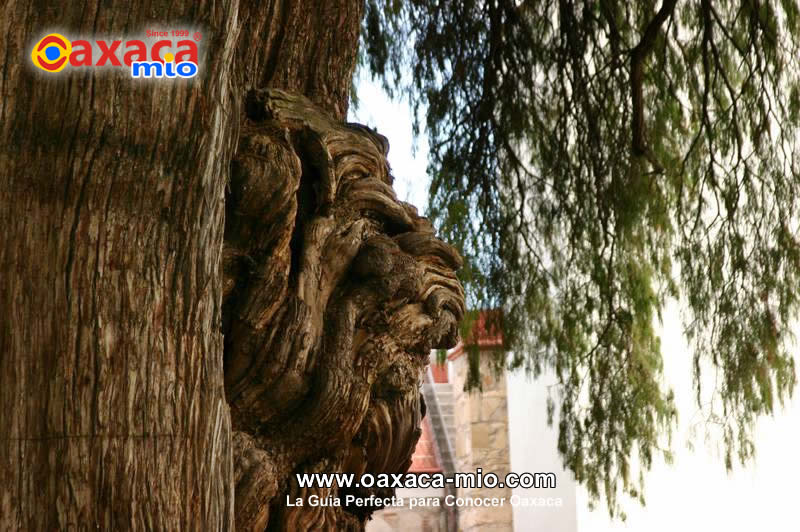 Arbol del Tule Oaxaca