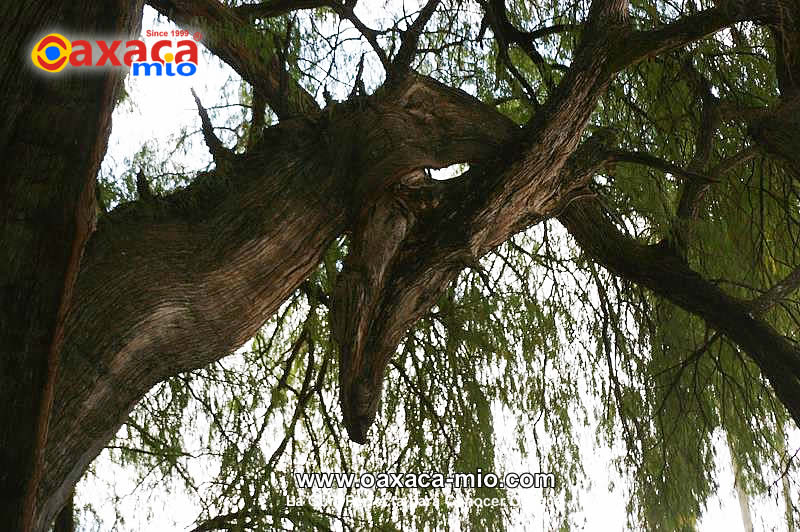 Arbol del Tule Oaxaca