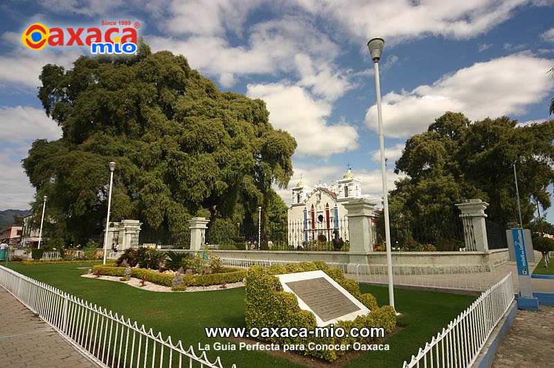 Arbol del Tule Oaxaca